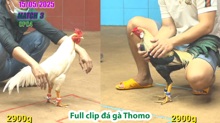 CPC4-TRẬN 3 | đá gà Thomo | 15/05/2025