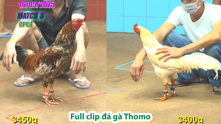 CPC4-TRẬN 3 | đá gà Thomo | 16/05/2025