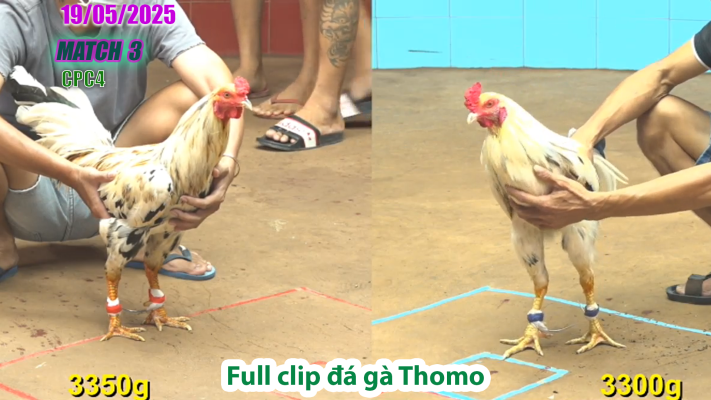 CPC4-TRẬN 3 | đá gà Thomo | 19/05/2025