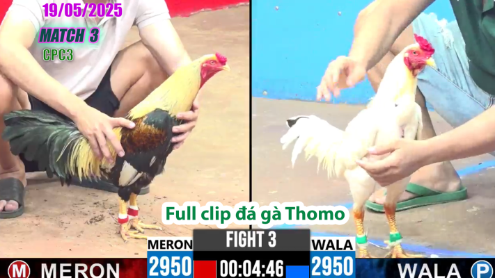 CPC3-TRẬN 3 | đá gà Thomo | 19/05/2025