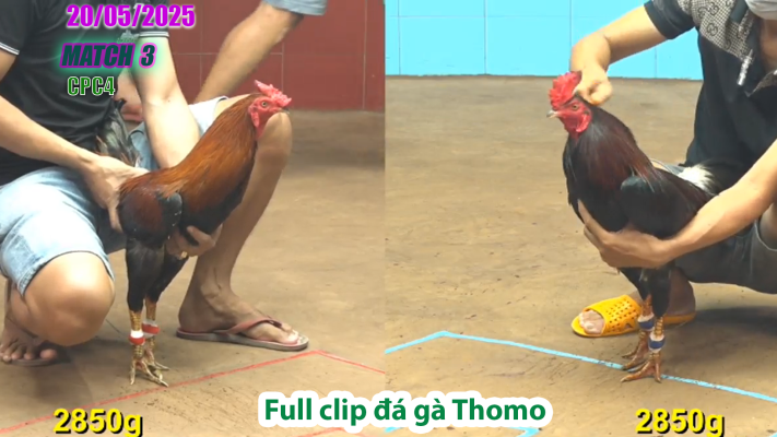 CPC4-TRẬN 3 | đá gà Thomo | 20/05/2025