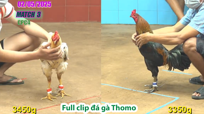 CPC4-TRẬN 3 | đá gà Thomo | 02/05/2025