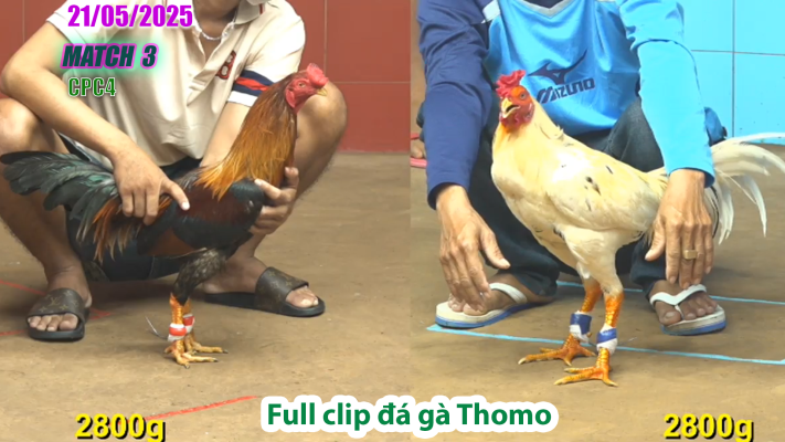CPC4-TRẬN 3 | đá gà Thomo | 21/05/2025