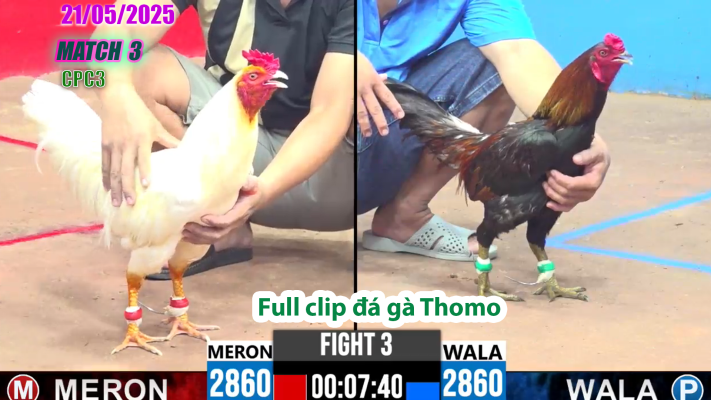 CPC3-TRẬN 3 | đá gà Thomo | 21/05/2025