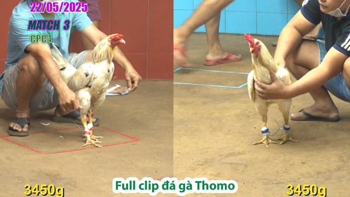 CPC4-TRẬN 3 | đá gà Thomo | 22/05/2025