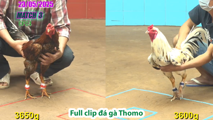 CPC4-TRẬN 3 | đá gà Thomo | 23/05/2025