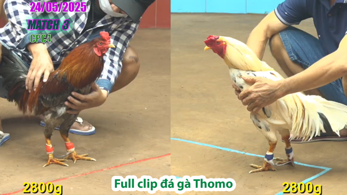 CPC4-TRẬN 3 | đá gà Thomo | 24/05/2025