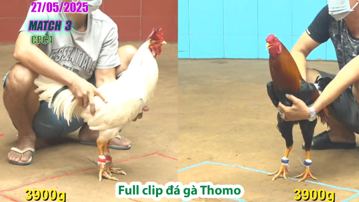 CPC4-TRẬN 3 | đá gà Thomo | 27/05/2025