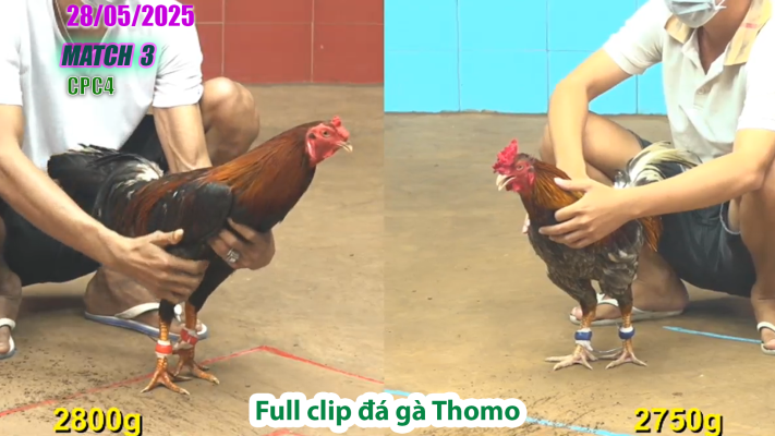 CPC4-TRẬN 3 | đá gà Thomo | 28/05/2025