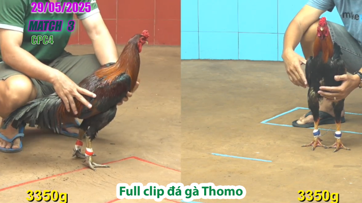 CPC4-TRẬN 3 | đá gà Thomo | 29/05/2025