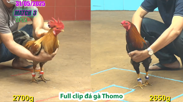 CPC4-TRẬN 3 | đá gà Thomo | 31/05/2025