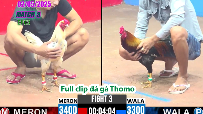 CPC3-TRẬN 3 | đá gà Thomo | 02/05/2025
