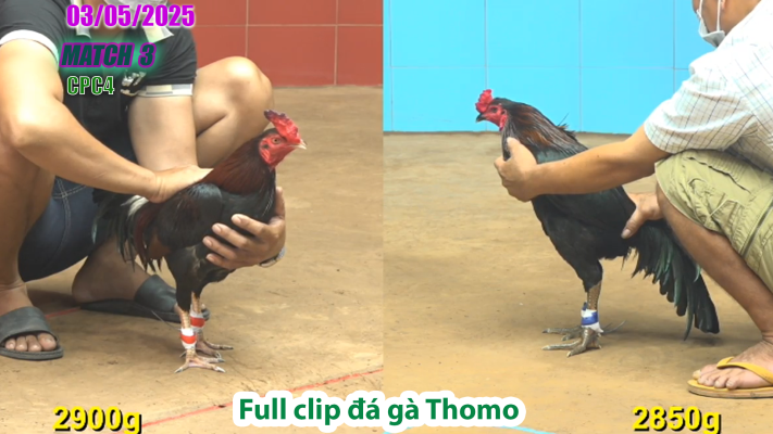 CPC4-TRẬN 3 | đá gà Thomo | 03/05/2025