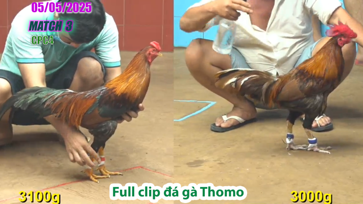 CPC4-TRẬN 3 | đá gà Thomo | 05/05/2025