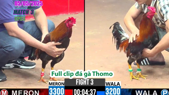 CPC3-TRẬN 1| đá gà Thomo | 05/05/2025