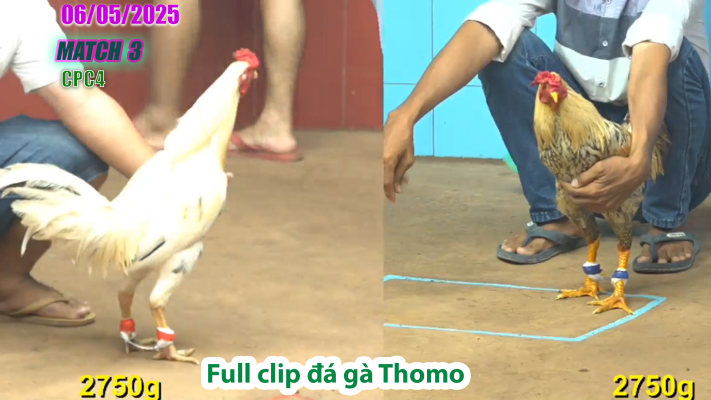 CPC4-TRẬN 3 | đá gà Thomo | 06/05/2025