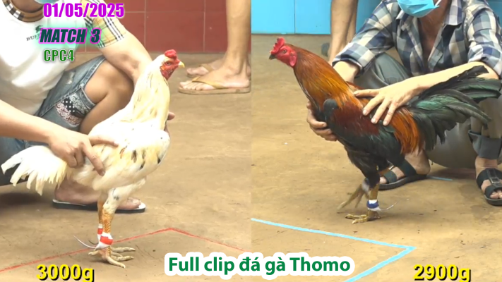 CPC4-TRẬN 3 | đá gà Thomo | 01/05/2025