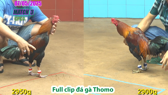CPC4-TRẬN 3 | đá gà Thomo | 07/05/2025
