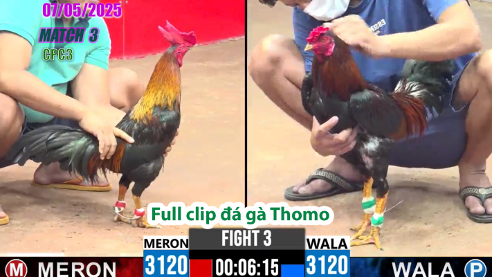 CPC4-TRẬN 3 | đá gà Thomo | 07/05/2025