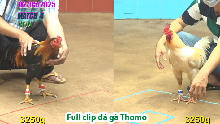 CPC4-TRẬN 4 | đá gà Thomo | 02/05/2025
