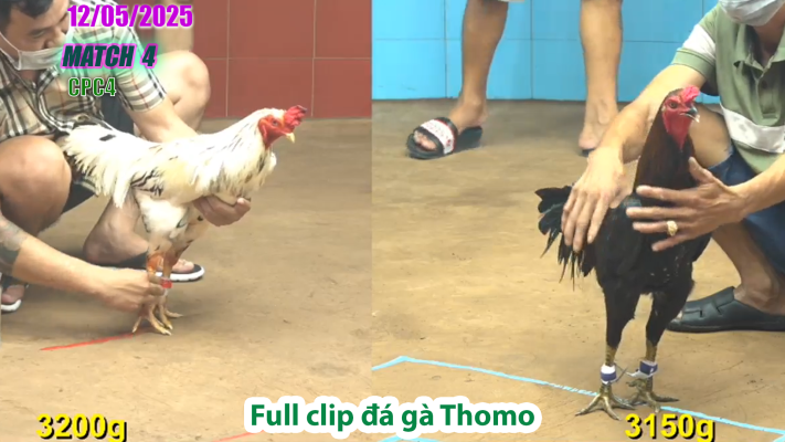 CPC4-TRẬN 4 | đá gà Thomo | 12/05/2025
