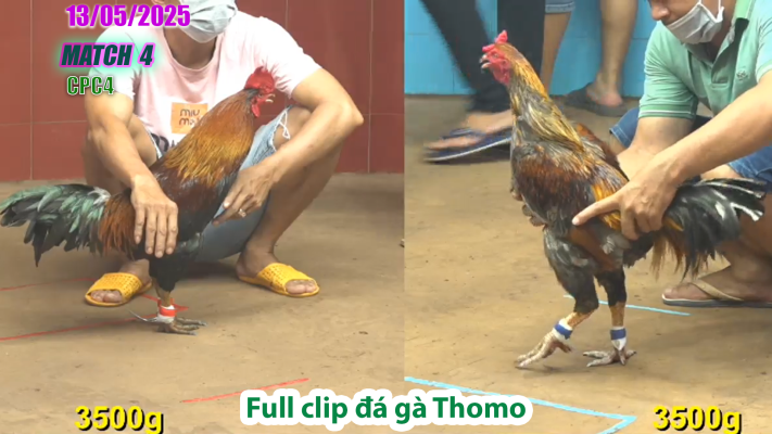CPC4-TRẬN 4 | đá gà Thomo | 13/05/2025