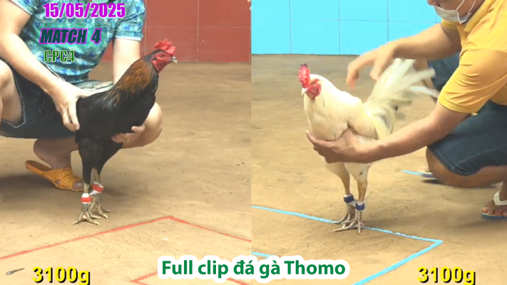 CPC4-TRẬN 4 | đá gà Thomo | 15/05/2025