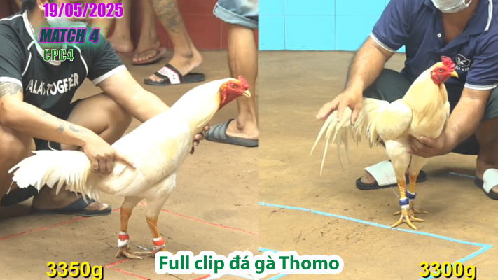 CPC4-TRẬN 4 | đá gà Thomo | 19/05/2025