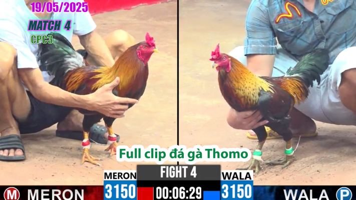 CPC3-TRẬN 4 | đá gà Thomo | 19/05/2025