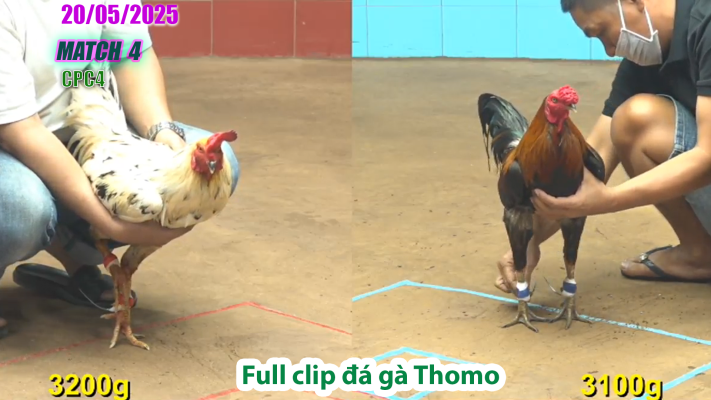CPC4-TRẬN 4 | đá gà Thomo | 20/05/2025