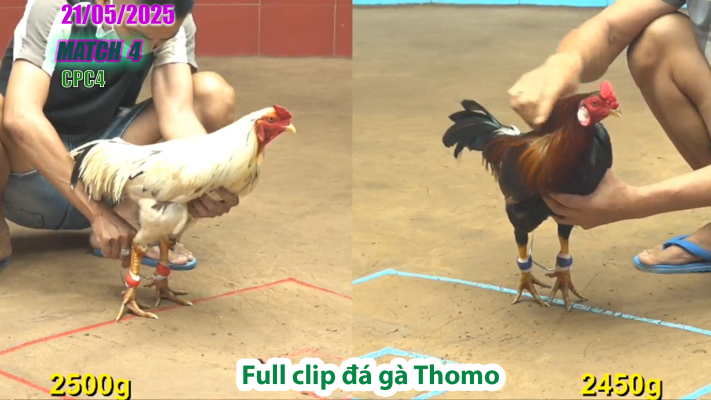 CPC4-TRẬN 4 | đá gà Thomo | 21/05/2025