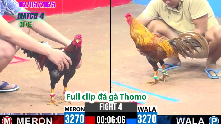 CPC3-TRẬN 4 | đá gà Thomo | 02/05/2025