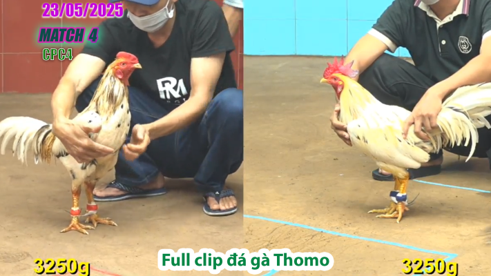 CPC4-TRẬN 4 | đá gà Thomo | 23/05/2025