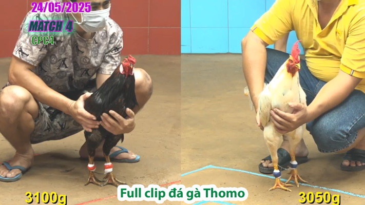 CPC4-TRẬN 4 | đá gà Thomo | 24/05/2025