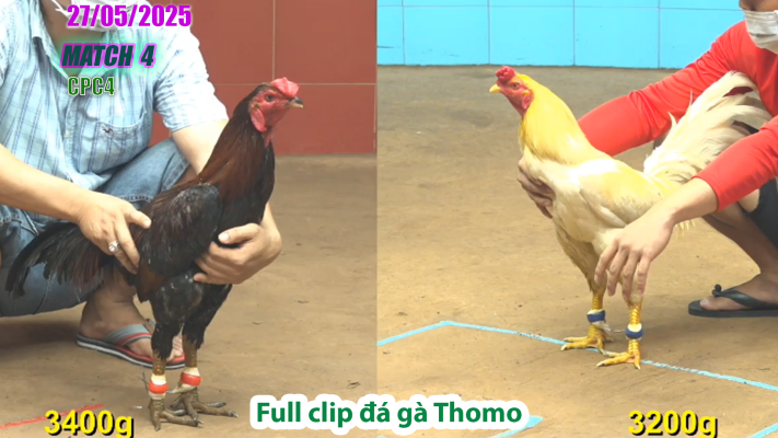 CPC4-TRẬN 4 | đá gà Thomo | 27/05/2025