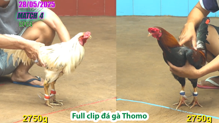 CPC4-TRẬN 4 | đá gà Thomo | 28/05/2025