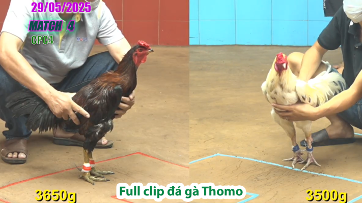 CPC4-TRẬN 4 | đá gà Thomo | 29/05/2025