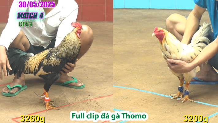 CPC4-TRẬN 4 | đá gà Thomo | 30/05/2025