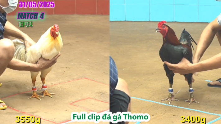 CPC4-TRẬN 4 | đá gà Thomo | 31/05/2025