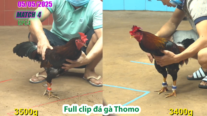 CPC4-TRẬN 4 | đá gà Thomo | 05/05/2025