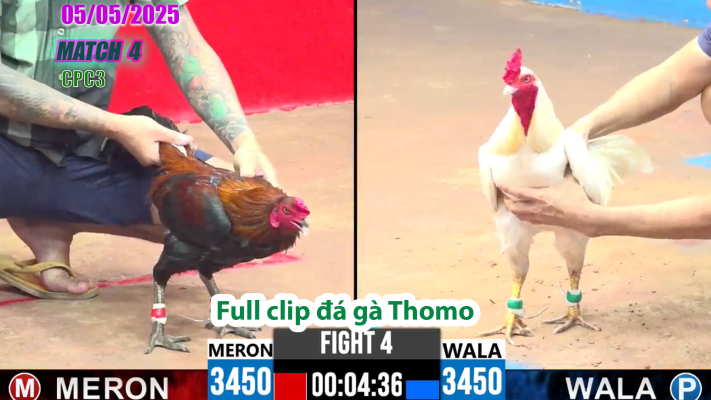 CPC3-TRẬN 4 | đá gà Thomo | 05/05/2025