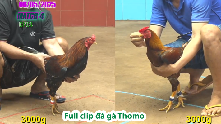 CPC4-TRẬN 4 | đá gà Thomo | 06/05/2025