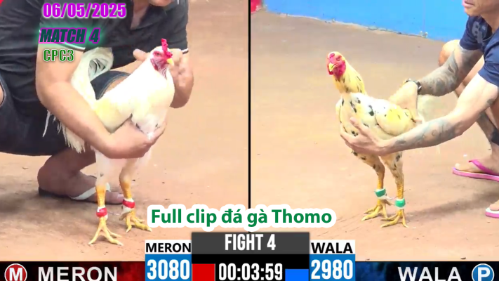CPC3-TRẬN 4 | đá gà Thomo | 06/05/2025