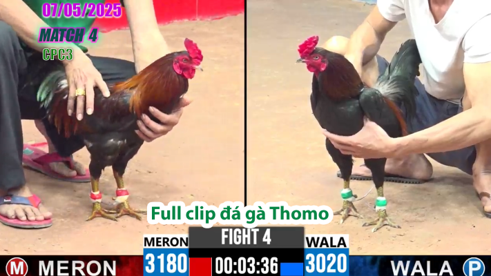 CPC4-TRẬN 4 | đá gà Thomo | 07/05/2025