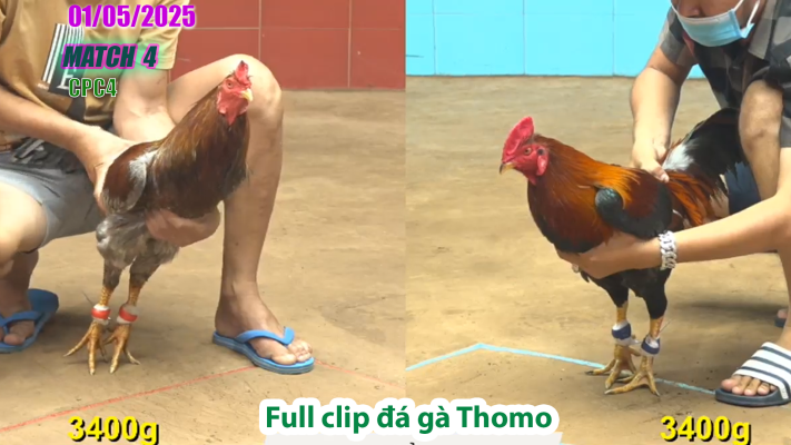 CPC4-TRẬN 4 | đá gà Thomo | 01/05/2025