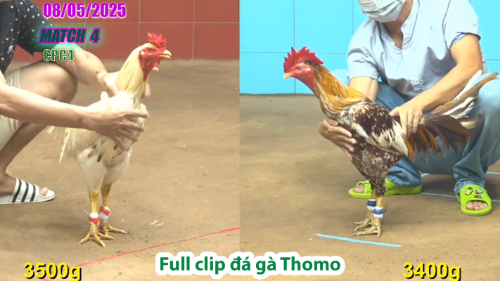 CPC4-TRẬN 4 | đá gà Thomo | 08/05/2025
