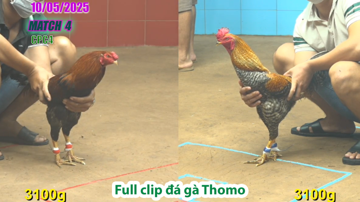 CPC4-TRẬN 4 | đá gà Thomo | 10/05/2025