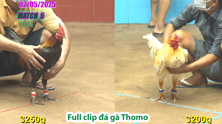 CPC4-TRẬN 5 | đá gà Thomo | 02/05/2025
