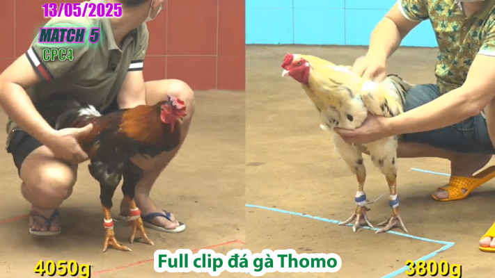 CPC4-TRẬN 5 | đá gà Thomo | 13/05/2025