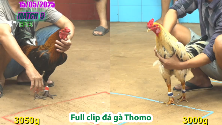 CPC4-TRẬN 5 | đá gà Thomo | 15/05/2025